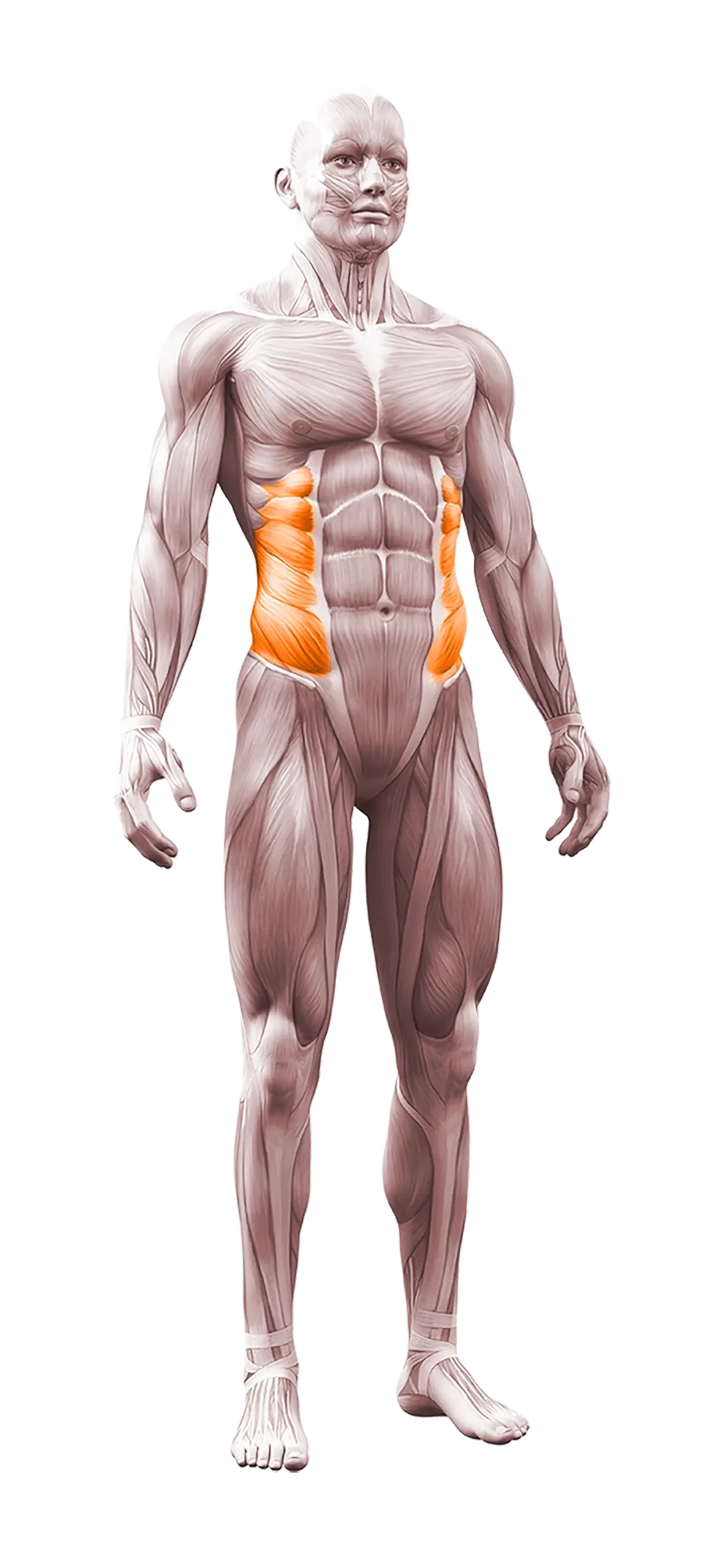 ext-abdominis